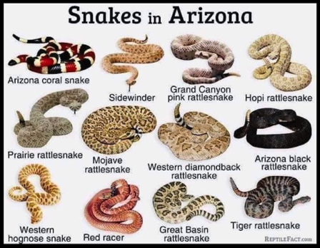 May 6 - Snakes in Arizona May 6 - Snakes in Arizona